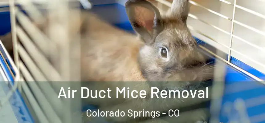  Air Duct Mice Removal Colorado Springs - CO