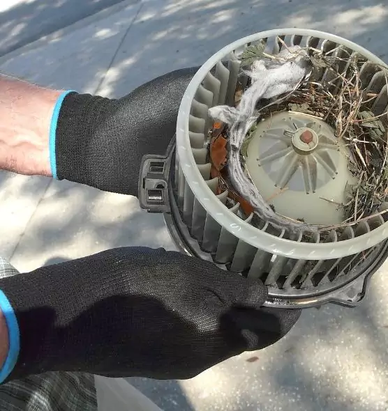 About Air Duct Mice Removal in Colorado Springs, CO